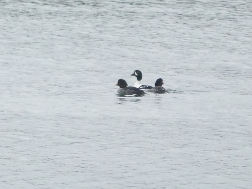 Barrow's Goldeneye (Bucephala islandica), photo 6