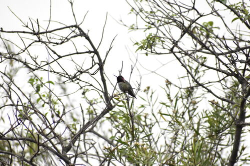 iNaturalist observation photo of Anna's Hummingbird