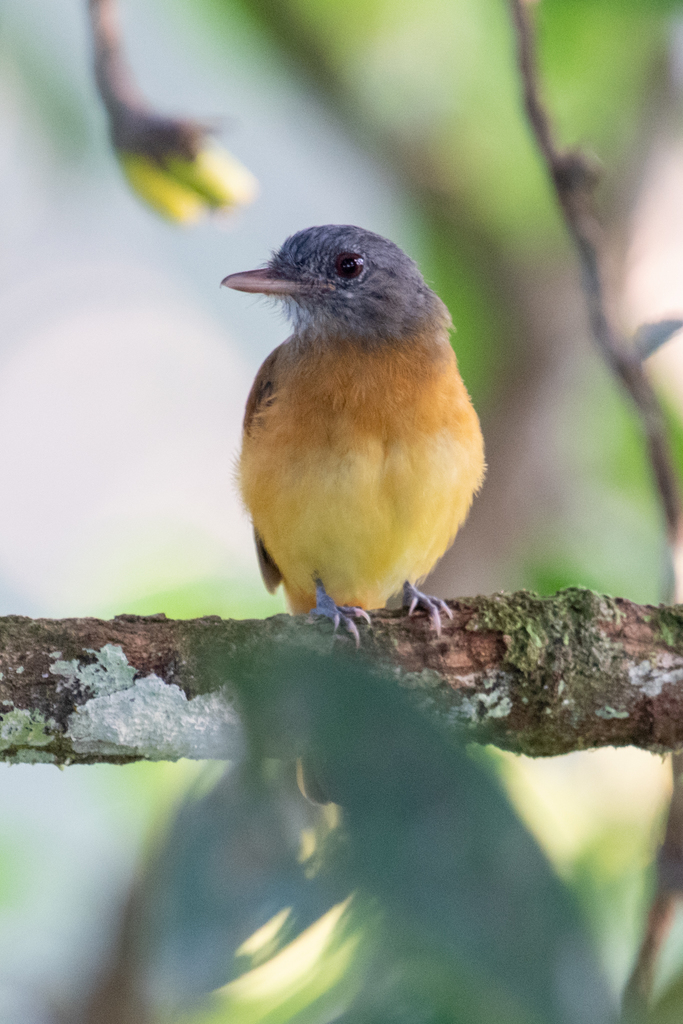 Citron-Bellied Attila