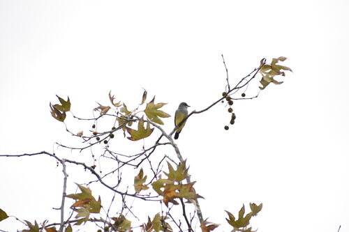 iNaturalist observation photo of Cassin's Kingbird