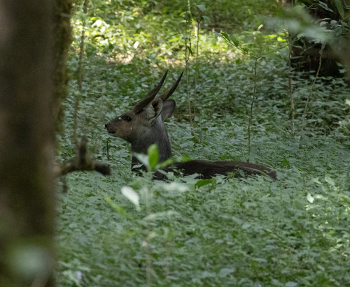 Menelik's Bushbuck