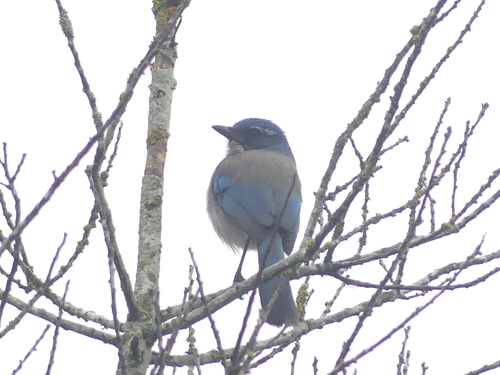 California Scrub Jay (Aphelocoma californica)