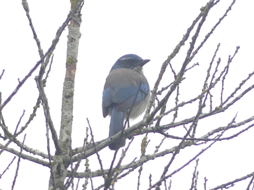 California Scrub Jay (Aphelocoma californica), photo 2