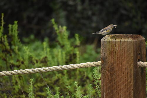 iNaturalist observation photo of Yellow-rumped Warbler