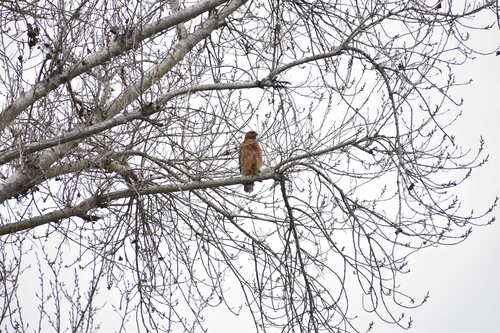 iNaturalist observation photo of Red-shouldered Hawk