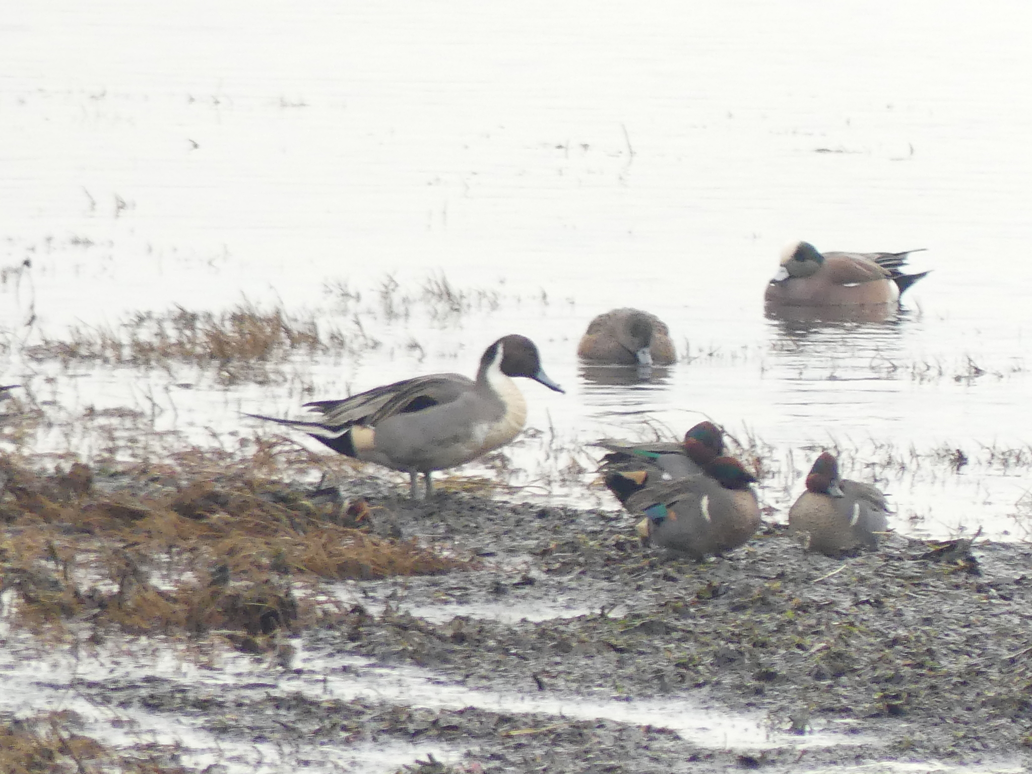 Northern Pintail (Anas acuta), photo 2