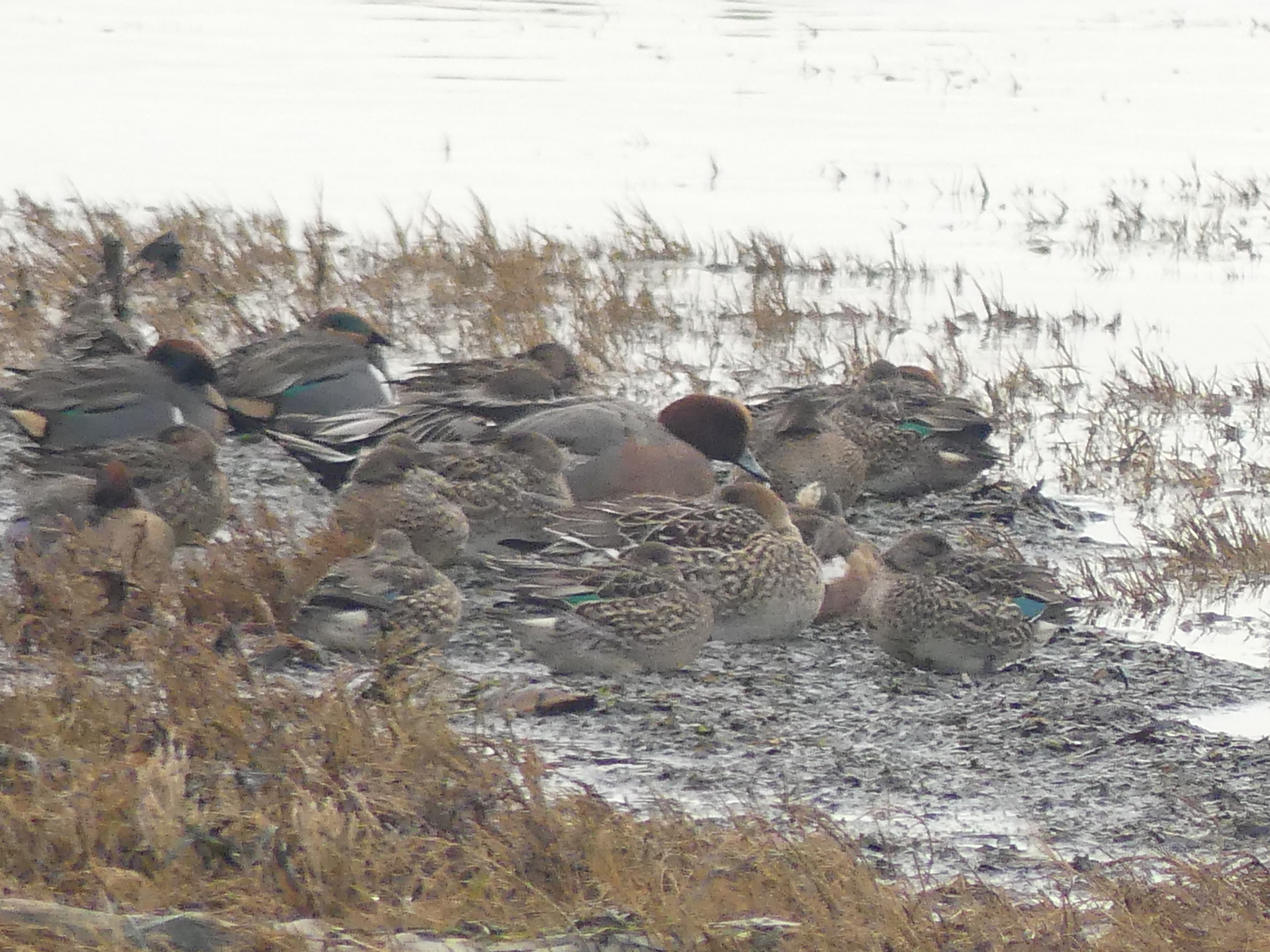 Eurasian Wigeon (Mareca penelope), photo 4