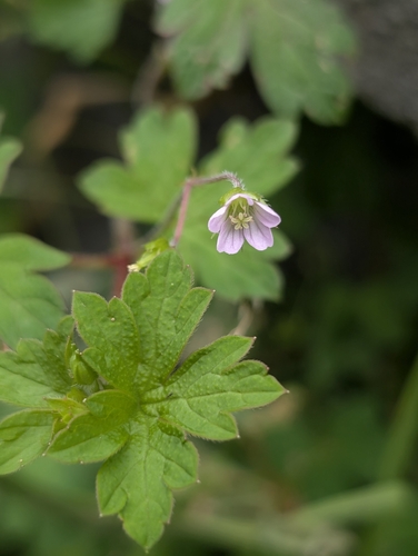 Australasian geranium
