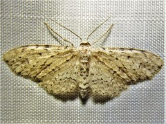 Pimaphera sparsaria