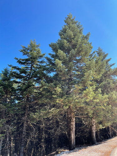 Greek fir (Abies cephalonica)