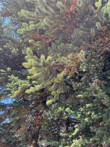 Abies cephalonica, photograph 2