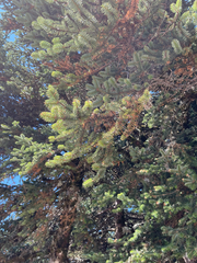 Abies cephalonica, photograph (c) klicklo, some rights reserved (CC BY)
