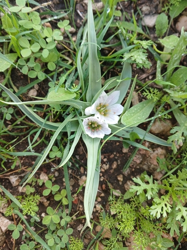Palestinian Meadow Saffron (Colchicum palaestinum)