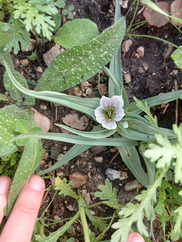 Colchicum palaestinum