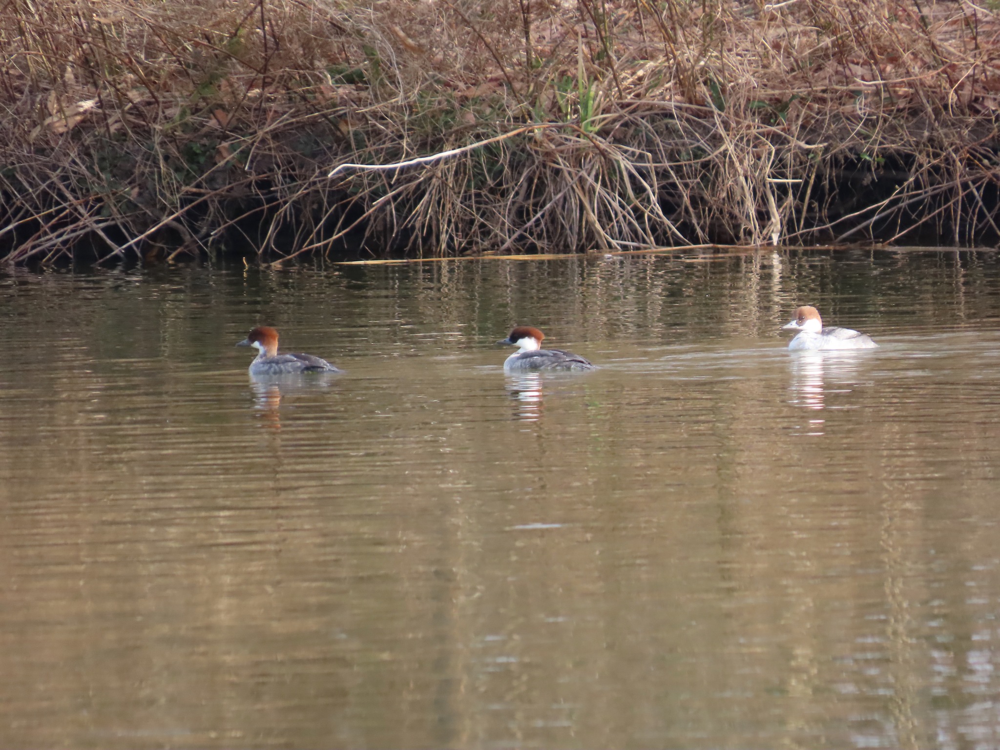 Smew (Mergellus albellus), photo 2