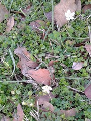 Claytonia virginica