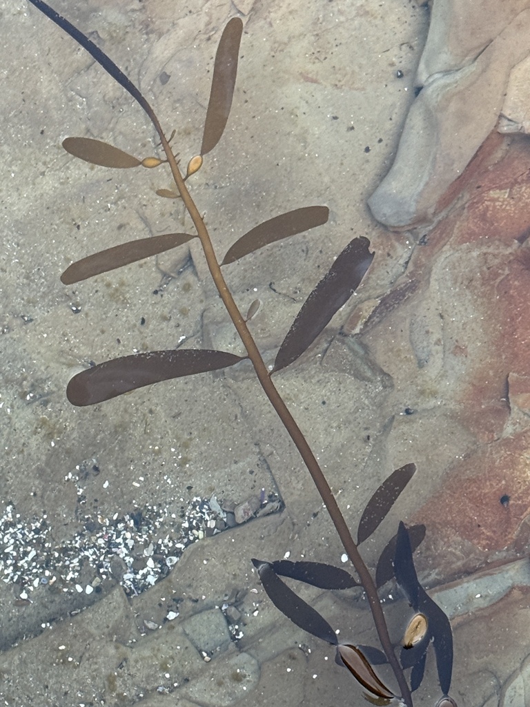 Photo of Feather Boa Kelp (Egregia menziesii)