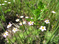 Leptosiphon jepsonii