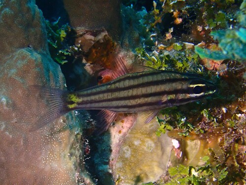 Fiveband cardinalfish (Cheilodipterus quinquelineatus) — Apogonidae