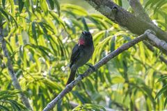 Pachyramphus minor
