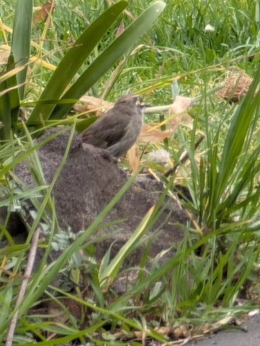 Yellow-faced Honeyeater (Caligavis chrysops), photo 3