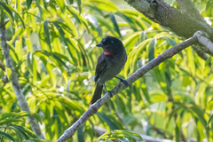 Pachyramphus minor