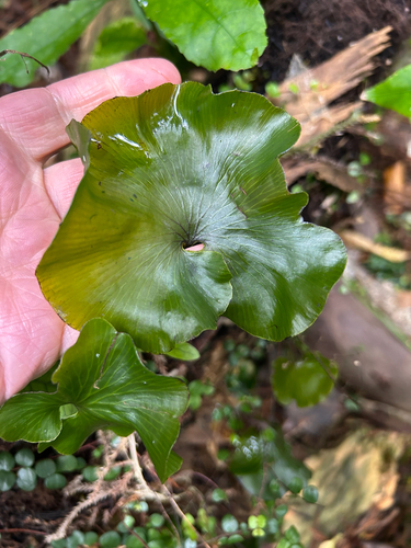 Hymenophyllum nephrophyllum observed 2026-01-01