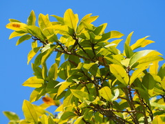 Magnolia champaca pubinervia