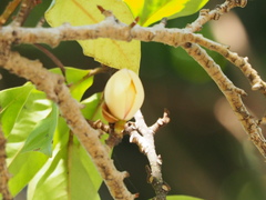 Magnolia champaca pubinervia