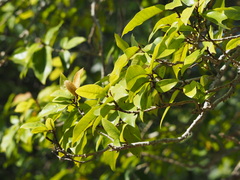 Magnolia champaca pubinervia