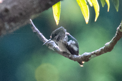 Chlorostilbon mellisugus