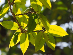 Magnolia champaca pubinervia