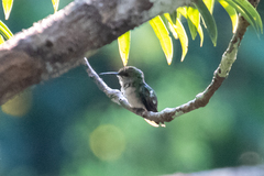 Chlorostilbon mellisugus