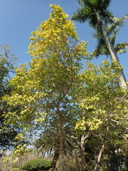 Magnolia champaca pubinervia