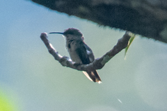 Chlorostilbon mellisugus