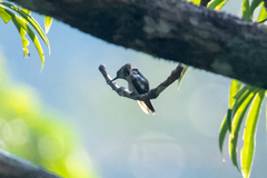 Chlorostilbon mellisugus