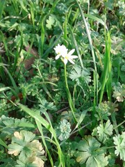 Nothoscordum bivalve