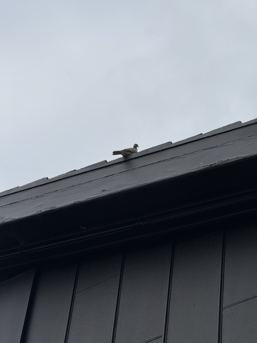 Spotted Dove (Spilopelia chinensis), photo 2