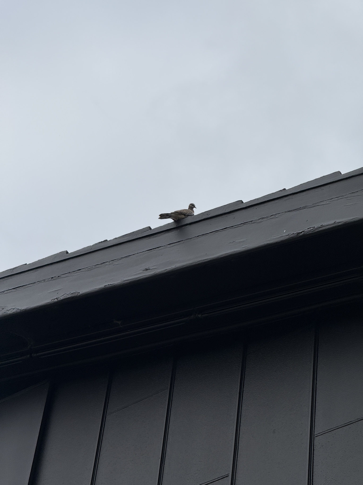 Spotted Dove (Spilopelia chinensis), photo 2