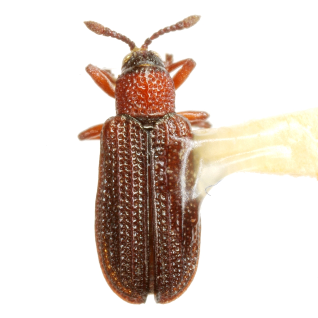 Glyphuroplata