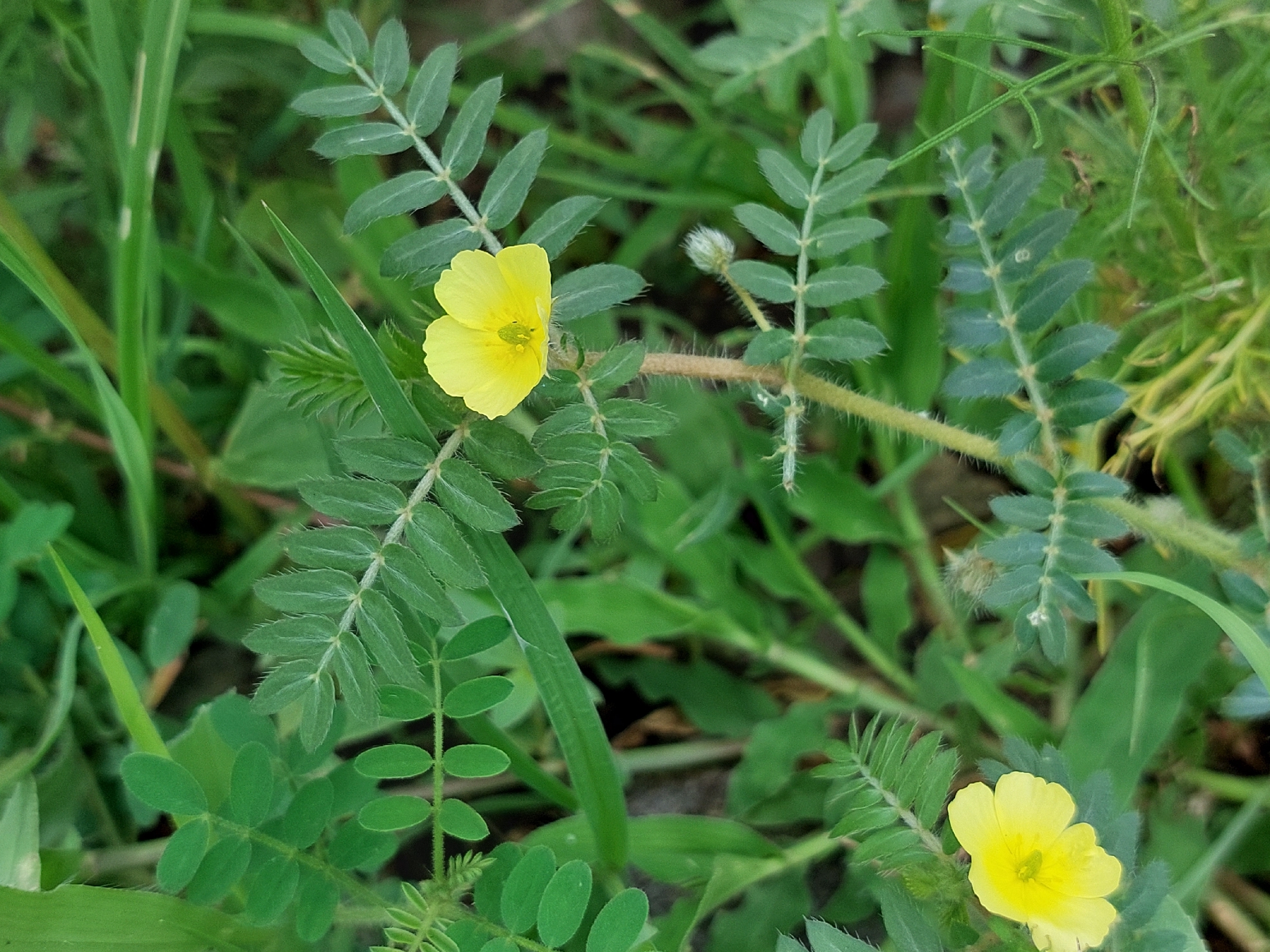 Imagem de Tribulus terrestris
