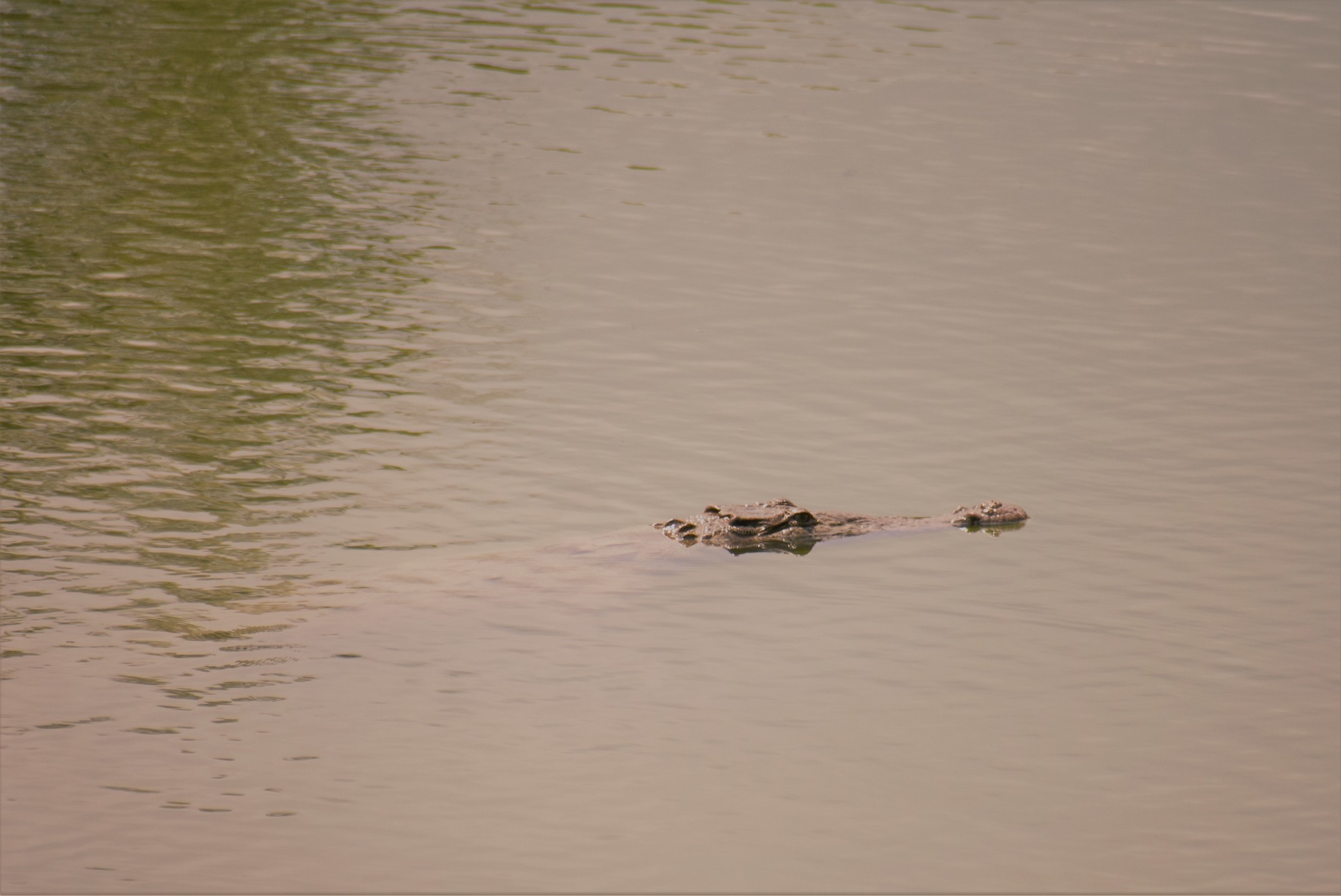 Crocodylidae image