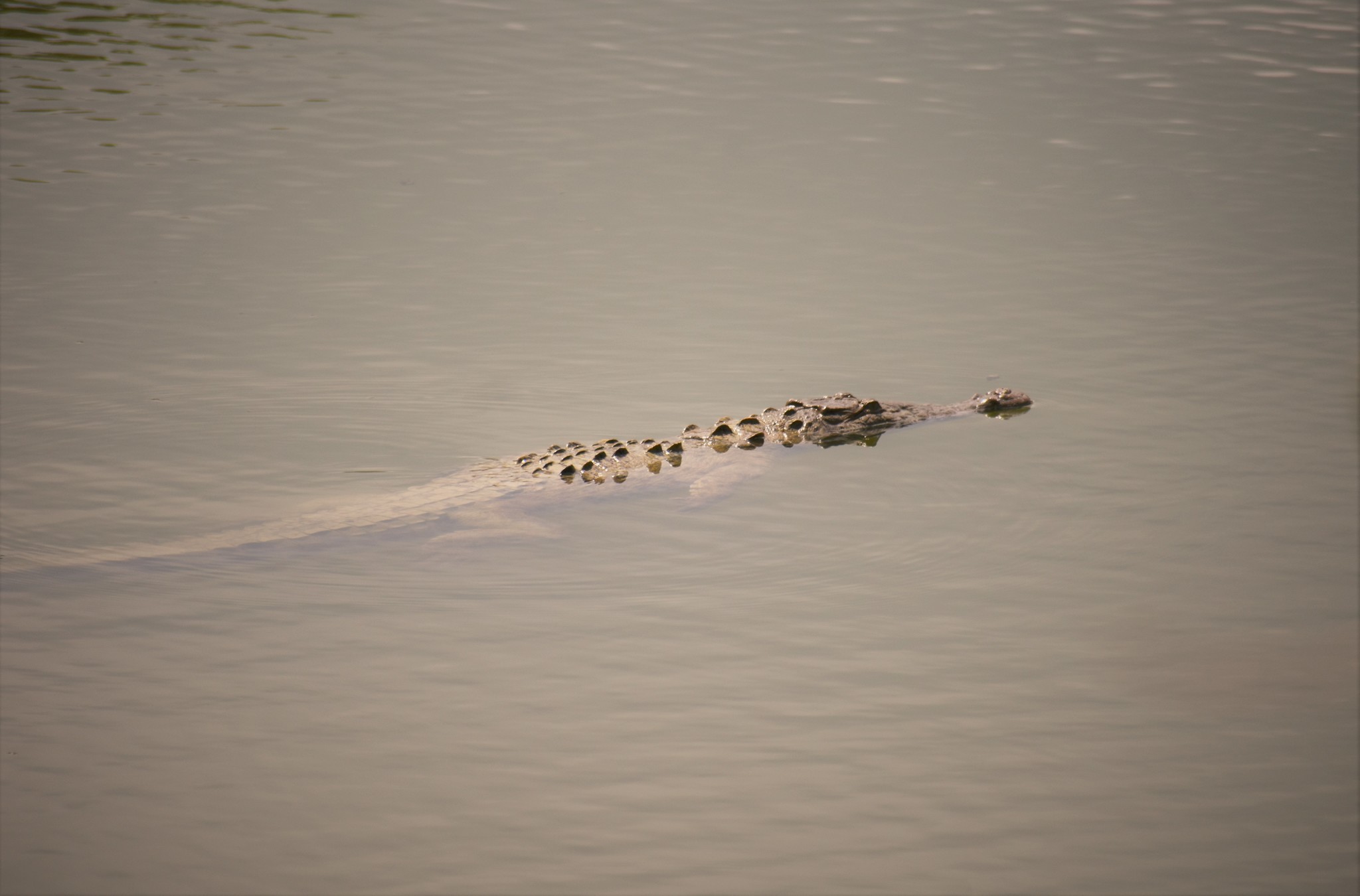 Crocodylus acutus image