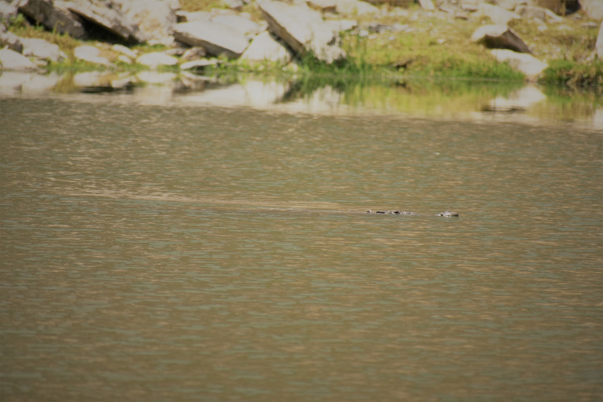 Crocodylus image