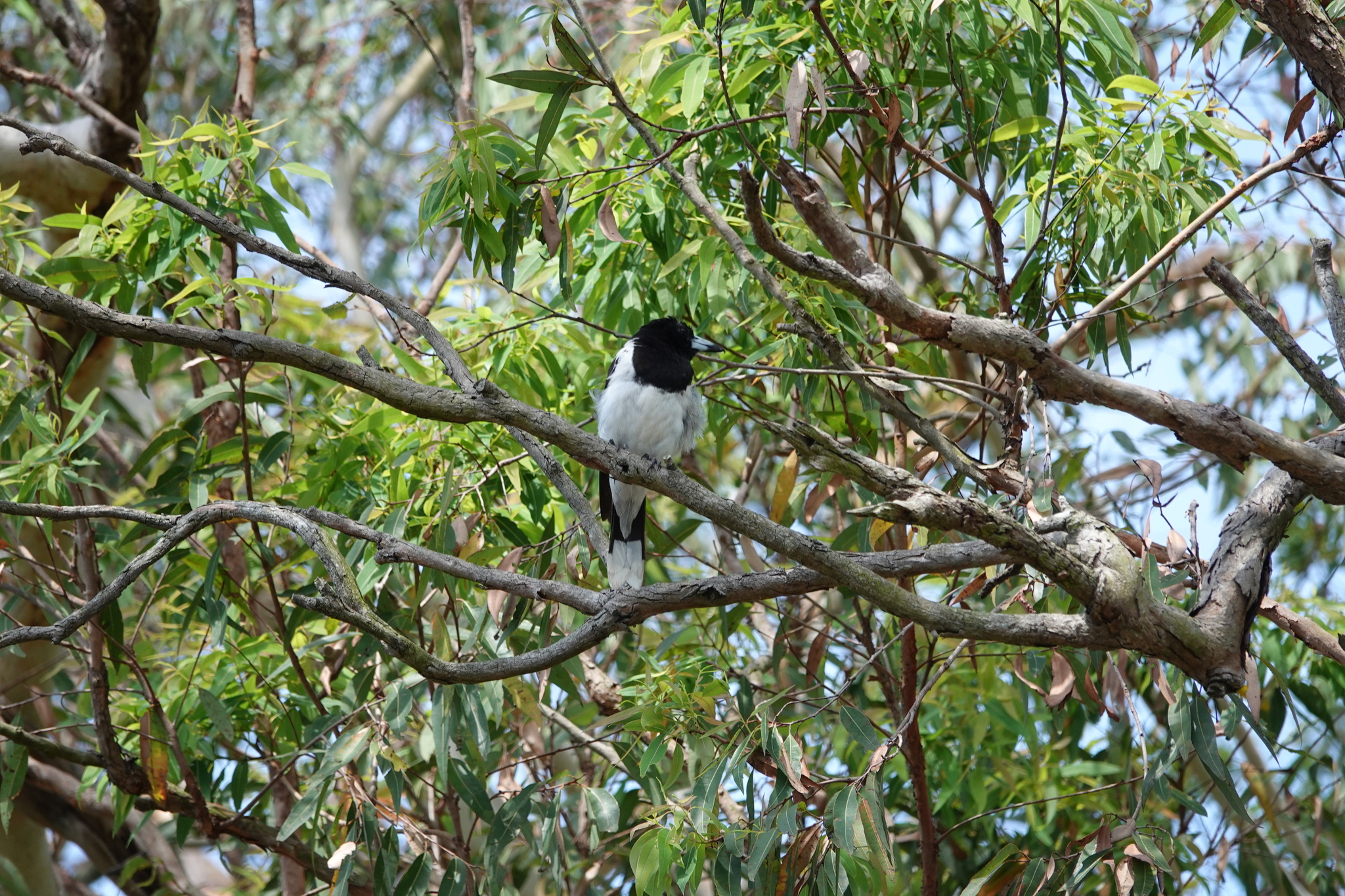 Pied Butcherbird (Cracticus nigrogularis), photo 2