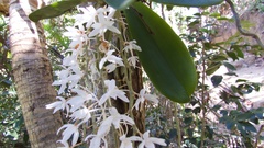 Aerangis