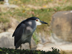Nycticorax nycticorax