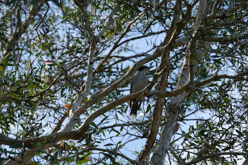 Grey Butcherbird (Cracticus torquatus), photo 2