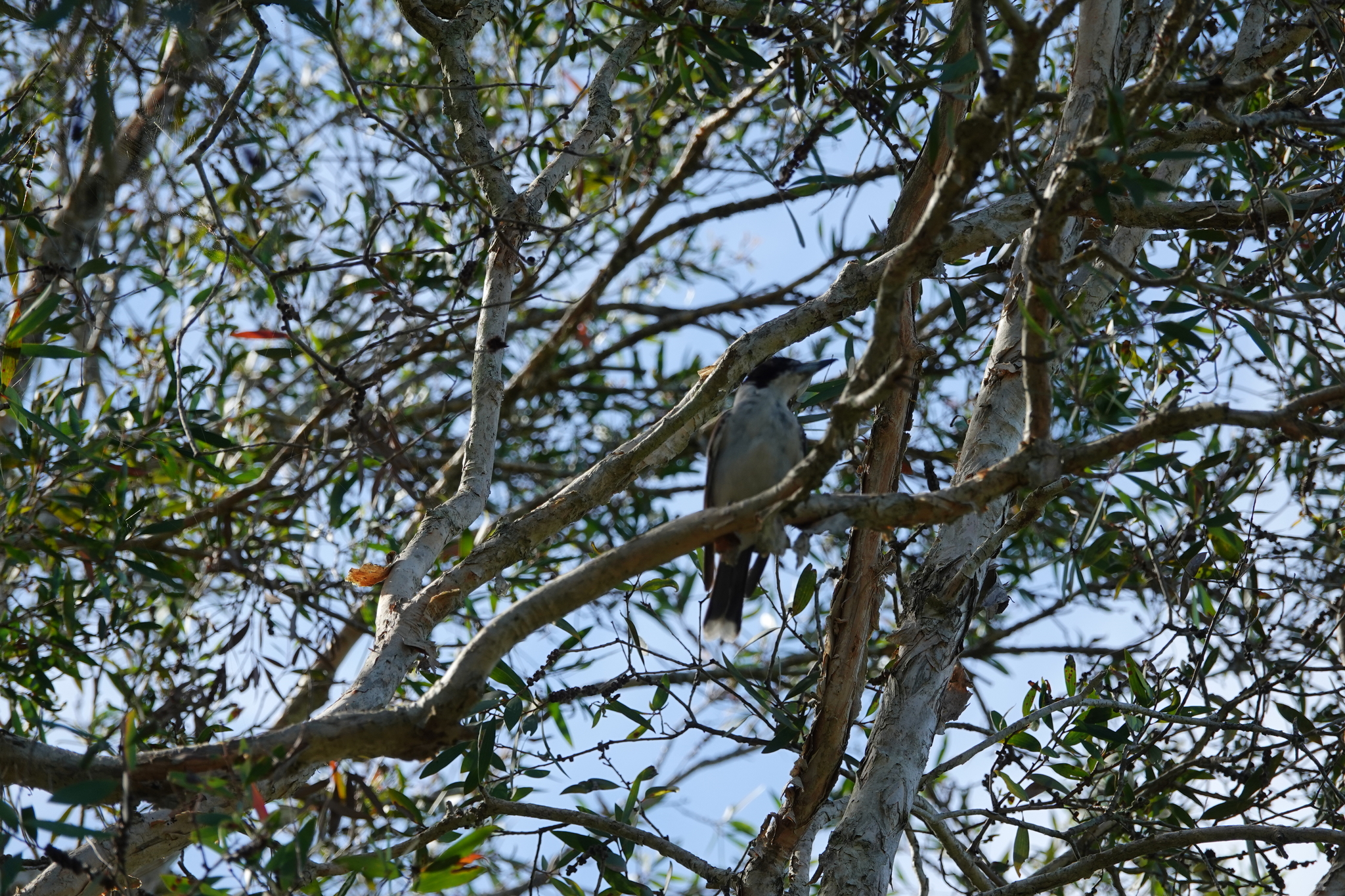 Grey Butcherbird (Cracticus torquatus), photo 2