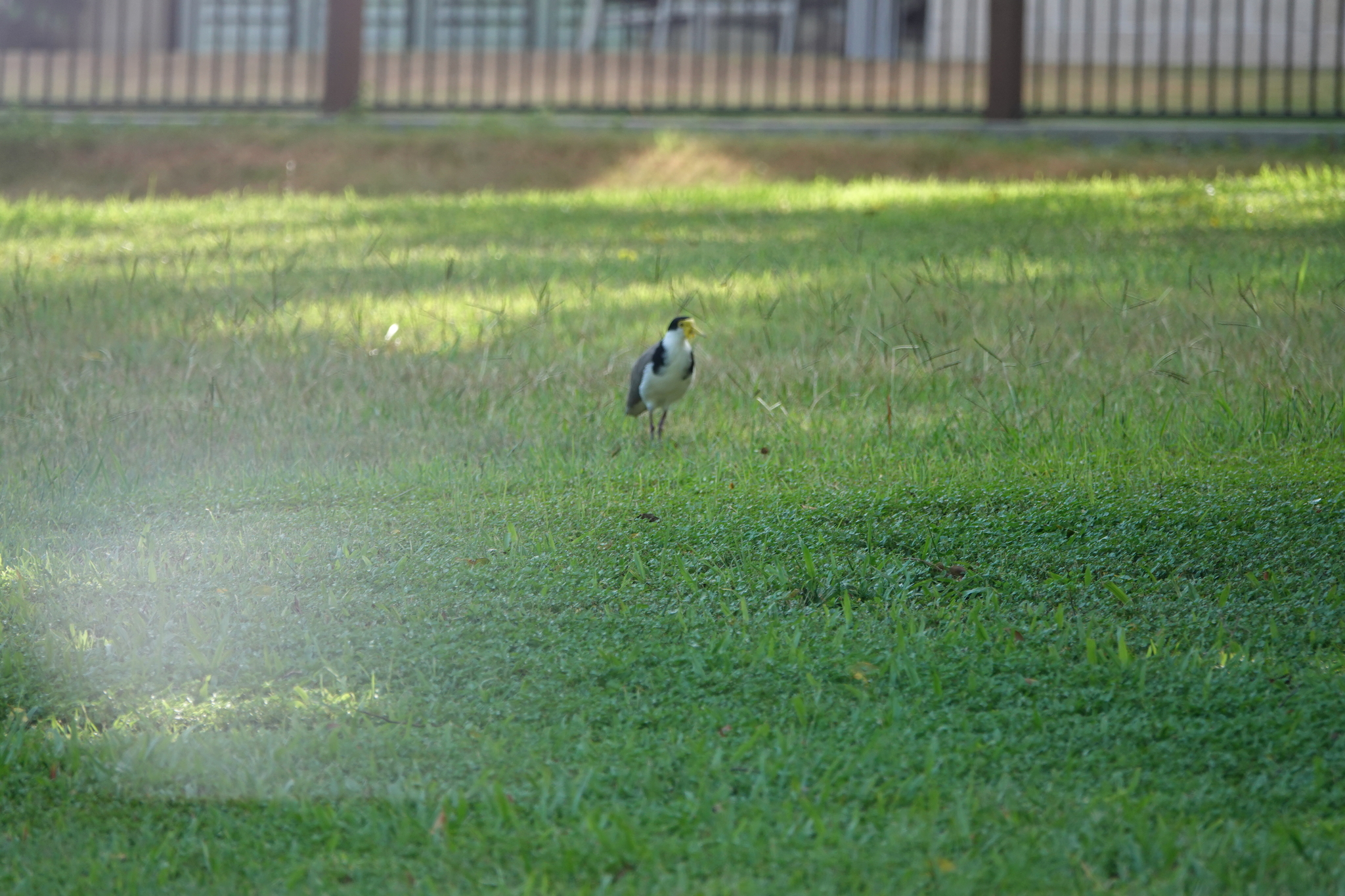 Masked Lapwing (Vanellus miles), photo 4
